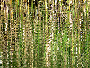 Plants growing on field