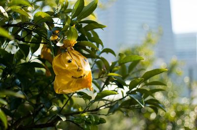 Close-up of yellow flowers