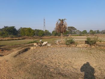 View of sheep on field against sky