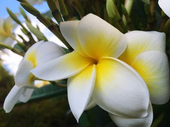 Macro shot of yellow flower