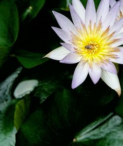 Close-up of yellow flower blooming outdoors