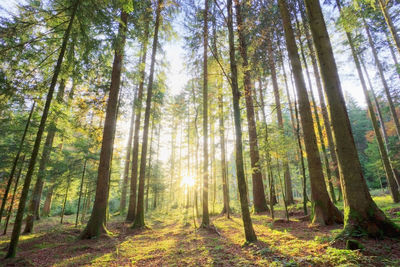 Low angle view of pine trees in forest
