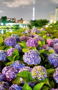 Close-up of purple flowering plants