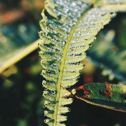 Close-up of plant against blurred background