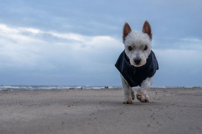 Portrait of a dog on beach