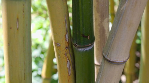 Close-up of bamboo on tree trunk