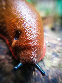 Close-up of a lizard