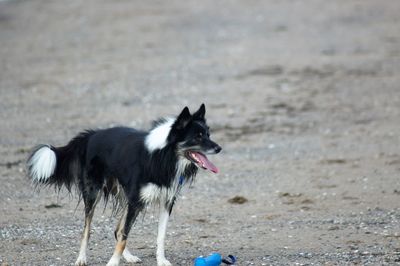 Dog running on beach