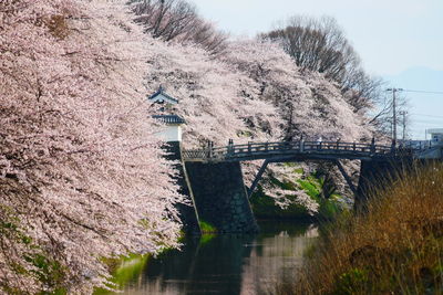 View of flower trees along the canal