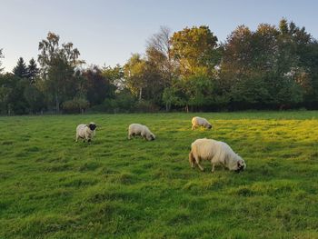 Sheep grazing on field against sky