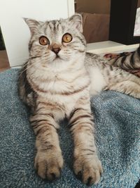 Portrait of cat sitting on bed at home