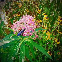 Close-up of insect on plant