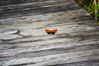 Close-up of crab on wood