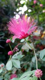 Close-up of pink flowers