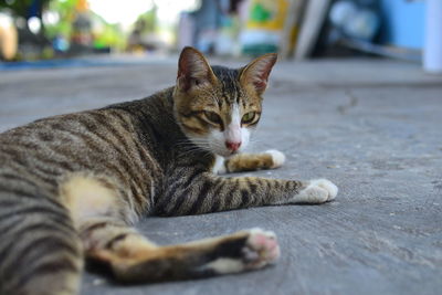 Close-up portrait of cat lying on floor