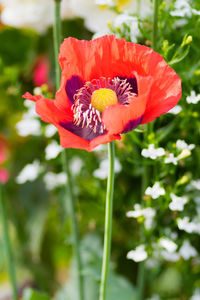 Close-up of red poppy