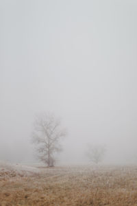 Bare tree on field against foggy weather