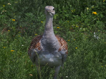 Close-up of an animal on field