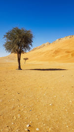 Trees on desert against clear blue sky