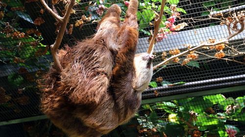 Low angle view of cat in cage at zoo