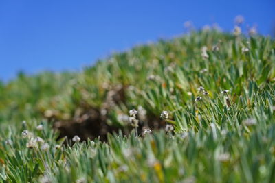 Close-up of flowers growing on field