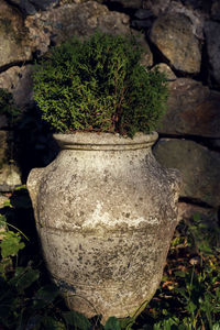 Close-up of potted plant