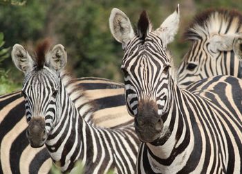 Portrait of zebras