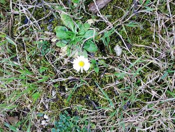 Full frame shot of flowers growing in field