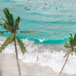 High angle view of palm trees on beach