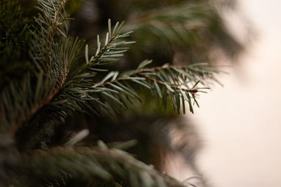 Branches of needles close-up, outdoor