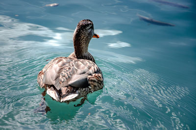 High angle view of duck swimming in lake