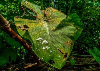 Close-up of raindrops on leaves