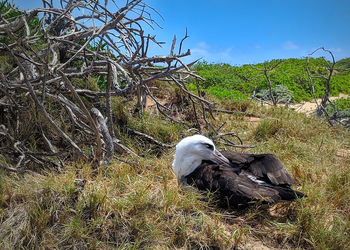 View of bird on field against sky