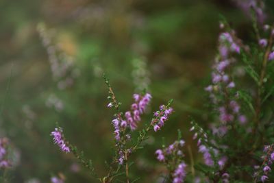 Close-up of purple flowering plants on field