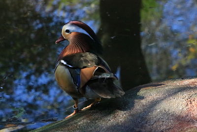 Close-up of bird perching on water