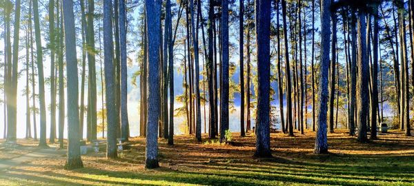 Trees in forest