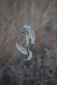 Seed pod in morning twilight