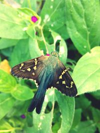 Close-up of butterfly perching on leaf