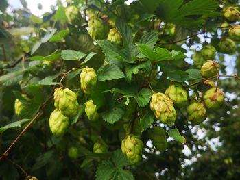 Close-up of fruits growing on tree