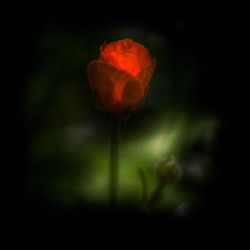 Close-up of red rose blooming outdoors