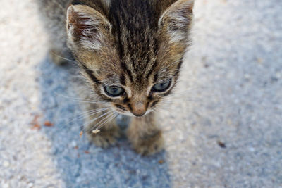 Stray sad kitten on a street . concept of protecting homeless animals.