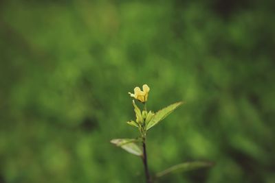 plant