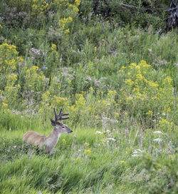 Deer in a field