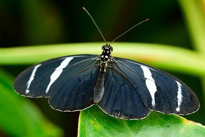 Close-up of butterfly on leaf