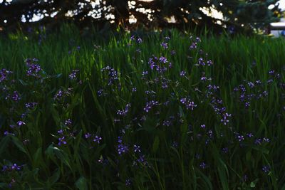 Close-up of purple flowering plants on field