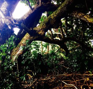 Low angle view of trees