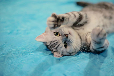 Portrait of cat relaxing in swimming pool