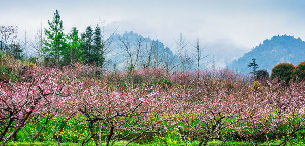 Cherry blossoms on field against sky