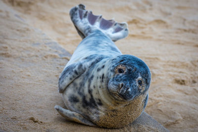 Close-up of a turtle on sand