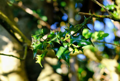 Close-up of berries growing on tree